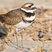 Killdeer
